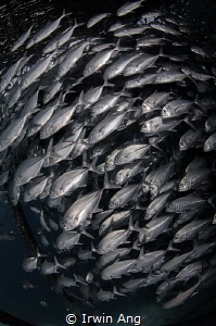 S C H O O L - I N G
Jack fish (Caranx lugubris)
Matakin... by Irwin Ang 